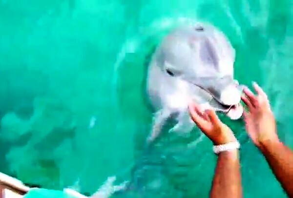 Ένα δελφίνι 'σώζει' το τηλέφωνο μιας κοπέλας