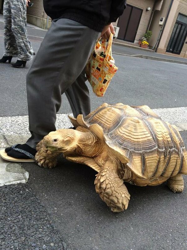 Ο πιο υπομονετικός ιδιοκτήτης χελώνας στον κόσμο