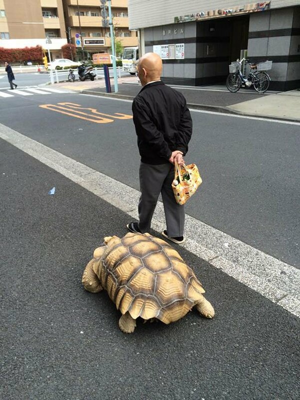 Ο πιο υπομονετικός ιδιοκτήτης χελώνας στον κόσμο
