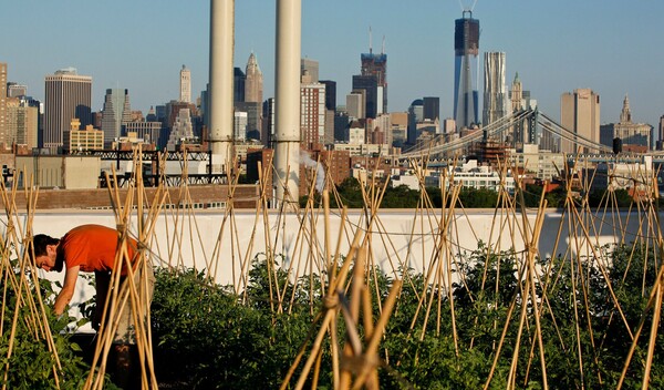 Ο άνθρωπος που έχει φυτέψει τις ταράτσες των ψηλότερων κτιρίων της Νέας Υόρκης μας δίνει συμβουλές