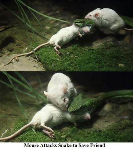 Ζώα που τρώνε ζώα - 20 φωτογραφίες απόλυτης σκληρότητας στη φύση
