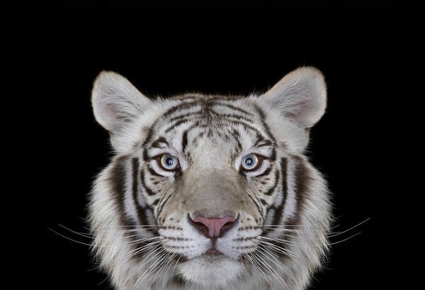 Πώς να κάνεις μια τίγρη να σε κοιτάξει στα μάτια;