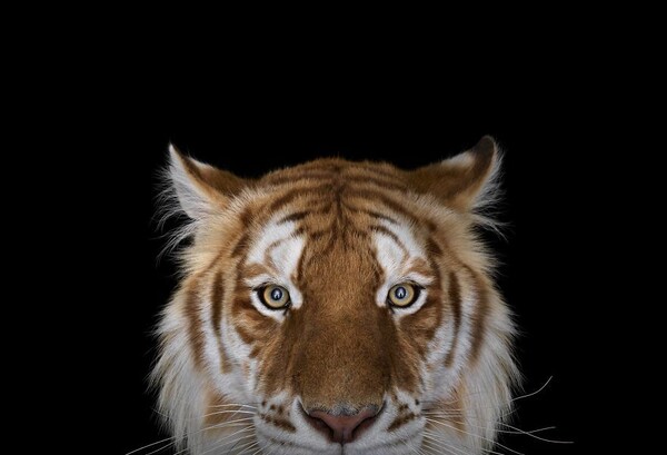 Πώς να κάνεις μια τίγρη να σε κοιτάξει στα μάτια;