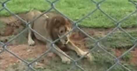 Ένα λιοντάρι πατάει στο έδαφος μετά από 13 χρόνια σε κλουβί