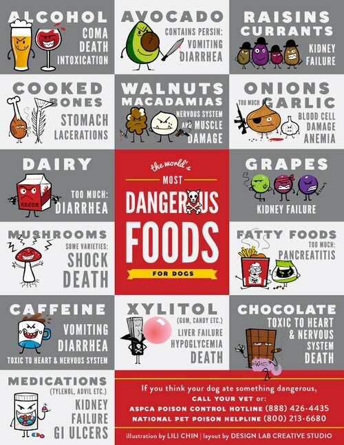 Οι πιο επικίνδυνες τροφές για τα σκυλιά 