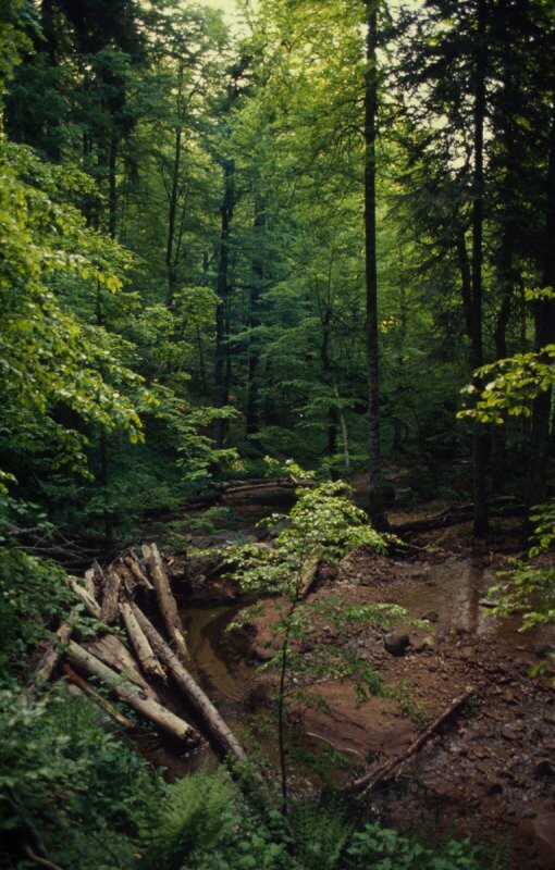 Η Ελλάδα μέσα από τα μάτια του WWF