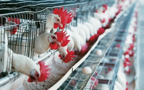 Οι δέκα μεγαλύτερες πτηνοτροφικές επιχειρήσεις έκλεβαν τους Έλληνες καταναλωτές για δεκαπέντε χρόνια