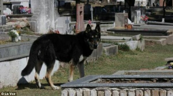 Σκύλος μένει επί έξι χρόνια δίπλα στον τάφο του αφεντικού του