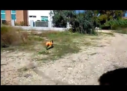 Ρομά στην Άρτα έκαψαν ζωντανό σκύλο