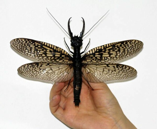 Ανακαλύφθηκε το μεγαλύτερο υδρόβιο έντομο στον κόσμο