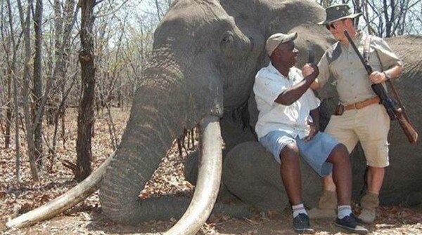 Παγκόσμια κατακραυγή: Γερμανός σκότωσε τον γηραιότερο ελέφαντα στη Ζιμπάμπουε