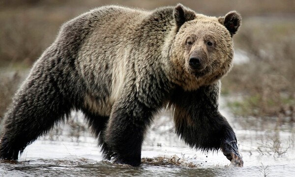 ΗΠΑ: Αρκούδα κατασπάραξε έναν άντρα στο Πάρκο Yellowstone