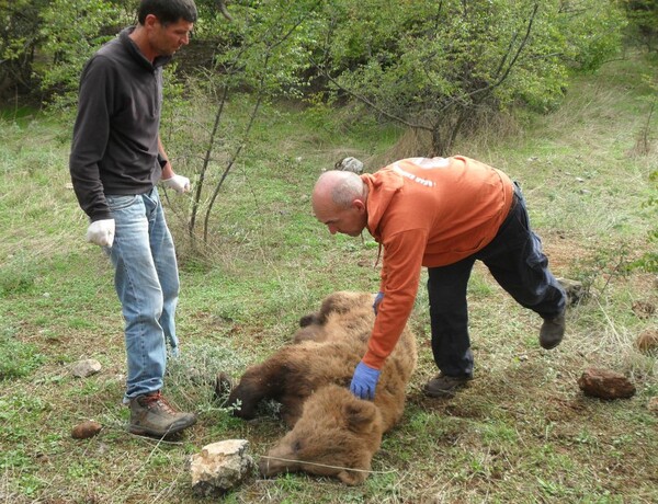 Αρκούδα που κινδύνευε να πεθάνει σφηνωμένη σε θηλιά σώθηκε χάρη στην ομάδα Καλλιστώ.