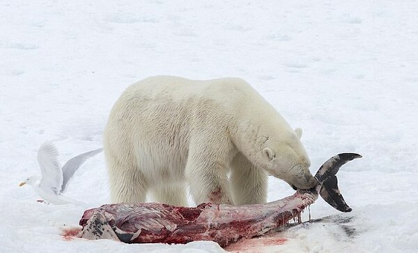 Οι πολικές αρκούδες τρώνε πια και δελφίνια για να επιβιώσουν
