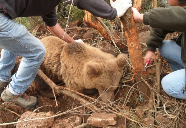 Αρκούδα που κινδύνευε να πεθάνει σφηνωμένη σε θηλιά σώθηκε χάρη στην ομάδα Καλλιστώ.