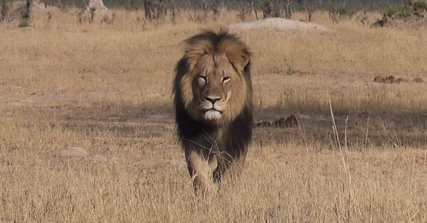 Ο οδοντίατρος που σκότωσε το λιοντάρι στέλνει επιστολή στους πελάτες του