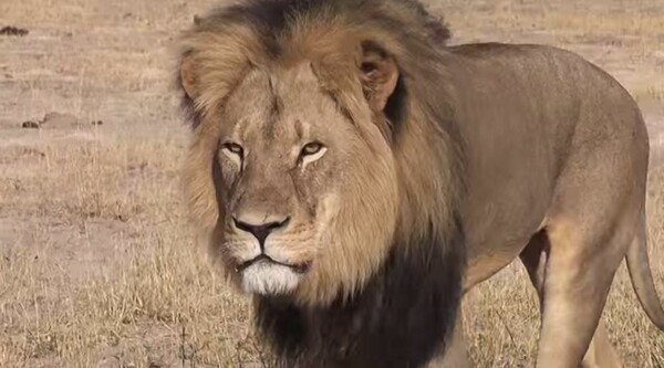 Γδαρμένο και αποκεφαλισμένο βρέθηκε ένα από τα εμβληματικότερα λιοντάρια της Αφρικής
