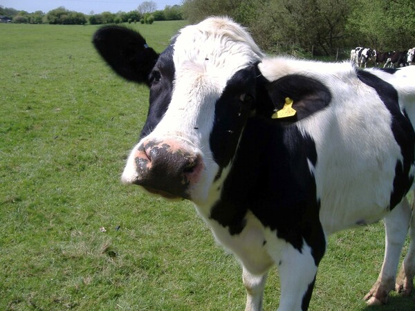 Κρούσμα της νόσου των "τρελών αγελάδων" στην Ουαλία