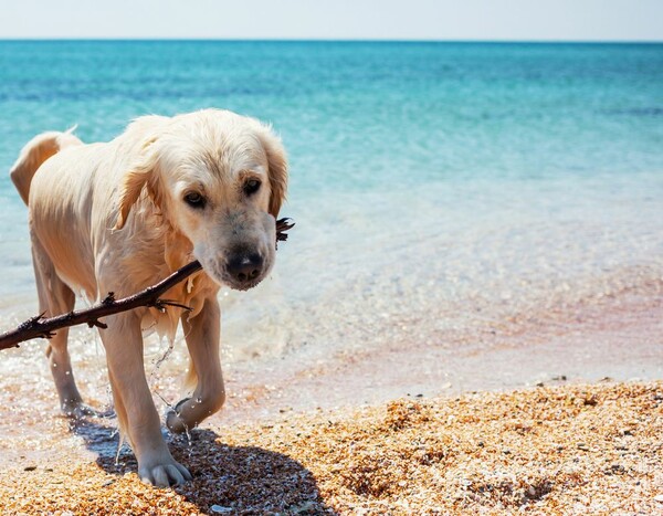 Το Σάββατο ιδιοκτήτες με τους σκύλους τους θα καθαρίσουν την παραλία Αλίμου