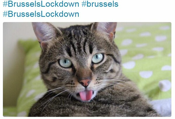 Oι Βέλγοι έλαβαν εντολή από την αστυνομία να μην δημοσιεύουν πληροφορίες και γέμισαν το Twitter γάτες