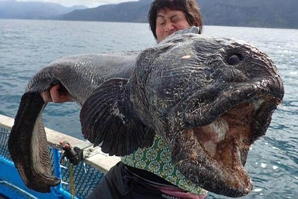 Αυτό το ψάρι που μοιάζει βγαλμένο από θρίλερ ψαρεύτηκε στην Ιαπωνία
