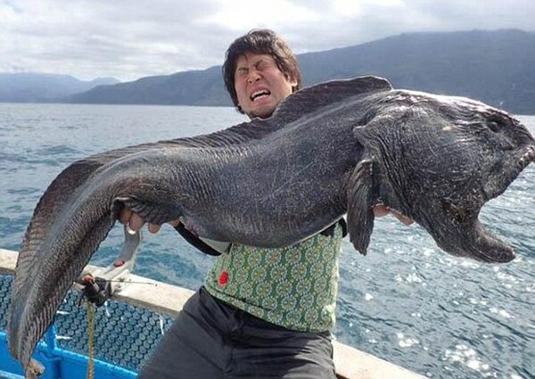 Αυτό το ψάρι που μοιάζει βγαλμένο από θρίλερ ψαρεύτηκε στην Ιαπωνία