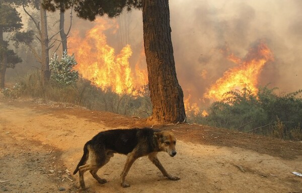 Πανελλήνια έκκληση για τα ζώα - θύματα των πυρκαγιών