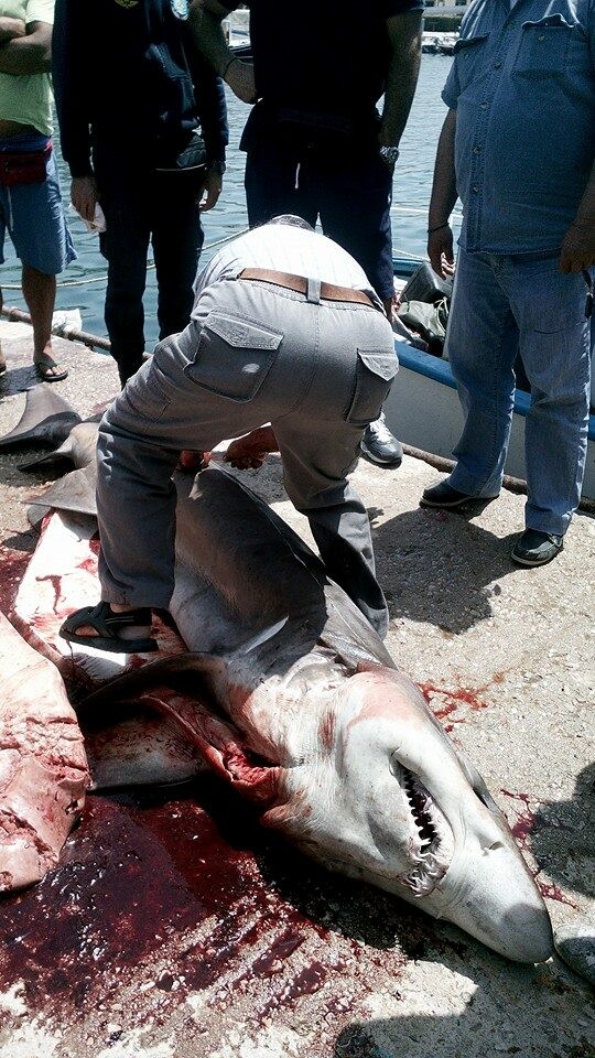 Έπιασαν καρχαρία στην Τήνο