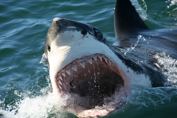 Αυστραλία: Πάνω από 600 καρχαρίες έχουν θανατωθεί, επειδή κολυμπούν κοντά σε δημοφιλείς παραλίες