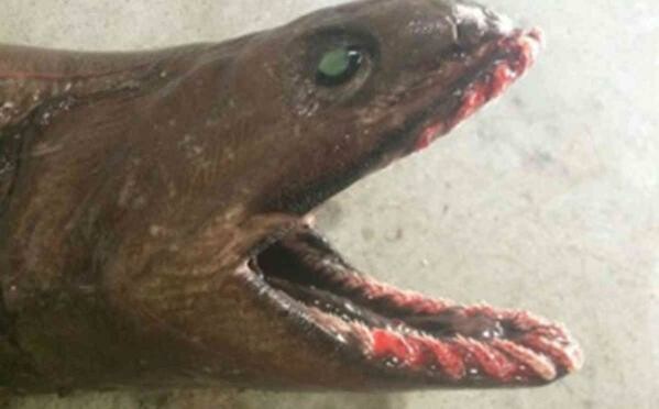 Καρχαρίας-τέρας αλιεύτηκε στην Αυστραλία