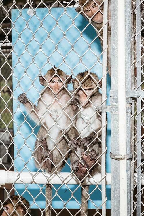 Η μεγάλη μπίζνα με τις κρυμμένες φάρμες των μαϊμούδων στη Φλόριντα