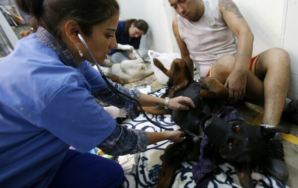Eθελοντές φροντίζουν τα ζώα που τραυματίστηκαν στο φλεγόμενο Βαλπαραΐσο