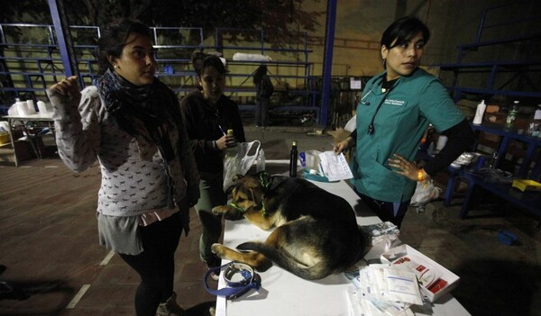 Eθελοντές φροντίζουν τα ζώα που τραυματίστηκαν στο φλεγόμενο Βαλπαραΐσο