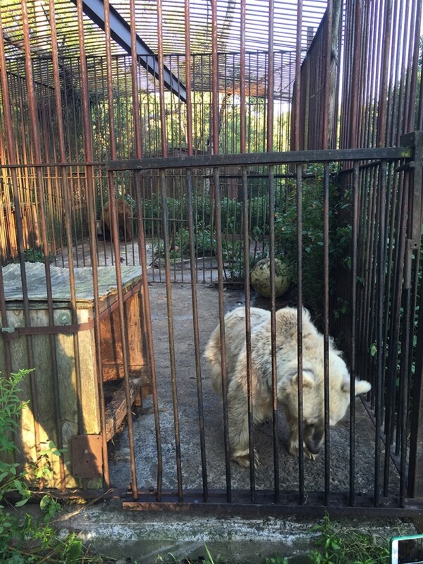H PETA απελευθέρωσε αρκούδες που ζούσαν φυλακισμένες 20 χρόνια σε ζωολογικό κήπο