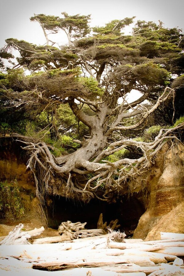 Το δέντρο αυτό, είναι η απόδειξη πως η ζωή βρίσκει πάντα τον τρόπο