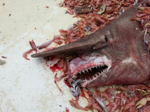 Ψαράδες στην Ιαπωνία αλίευσαν ένα από τα σπανιότερα είδη καρχαρία