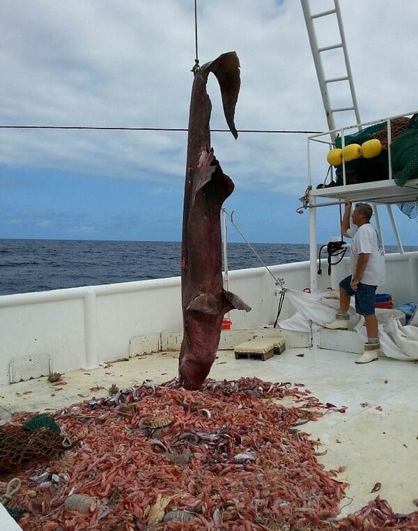 Ψαράδες στην Ιαπωνία αλίευσαν ένα από τα σπανιότερα είδη καρχαρία