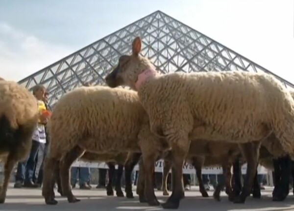 Ένα κοπάδι πρόβατα στο Λούβρο