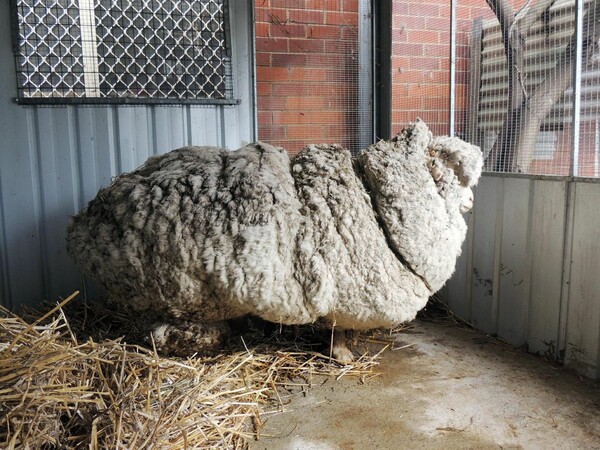 Αυτό είναι το πιο μεγάλο πρόβατο μερινός του κόσμου