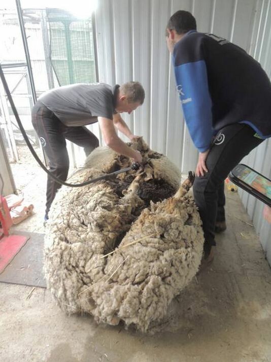 Αυτό είναι το πιο μεγάλο πρόβατο μερινός του κόσμου