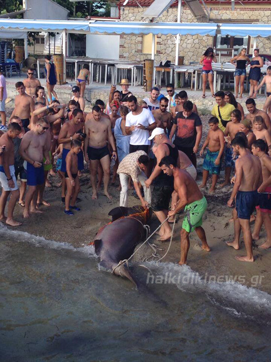 Ψαράς έπιασε σκυλόψαρο τριών μέτρων στη Χαλκιδική