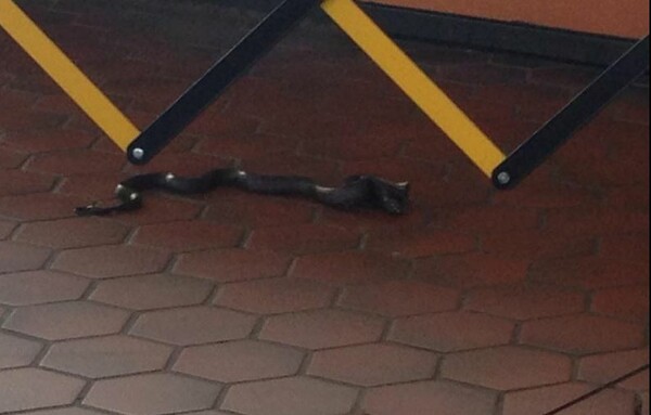 Ένα φίδι εμφανίστηκε στο μετρό της Ουάσιγκτον και έφαγε ένα πουλί