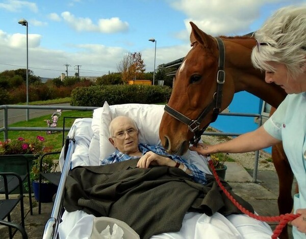 Ένα πανέμορφο άλογο βρέθηκε σε νοσοκομείο για τον αποχαιρετισμό του άντρα που το φρόντιζε