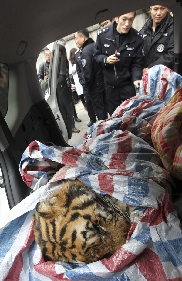 Κίνα: Βασάνιζαν και έσφαζαν τίγρεις για την διασκέδαση πλουσίων επιχειρηματιών