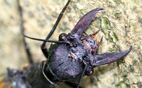 Ανακαλύφθηκε το μεγαλύτερο υδρόβιο έντομο στον κόσμο