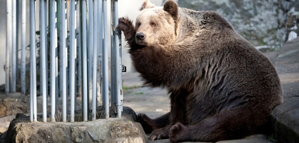 Aπομακρύνονται οι αρκούδες και οι λύκοι από τον ζωολογικό κήπο της Θεσσαλονίκης