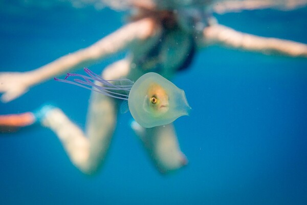 Η σπάνια στιγμή που ένα ζωντανό ψάρι κολυμπά παγιδευμένο μέσα σε μια μέδουσα