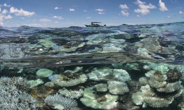 Ο θάνατος των κοραλλιών και η μεγάλη καταστροφή των υφάλων σε φωτογραφίες