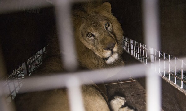 Νότια Αφρική: 33 λιοντάρια που διασώθηκαν από τσίρκο θα απελευθερωθούν σε φυσικό καταφύγιο