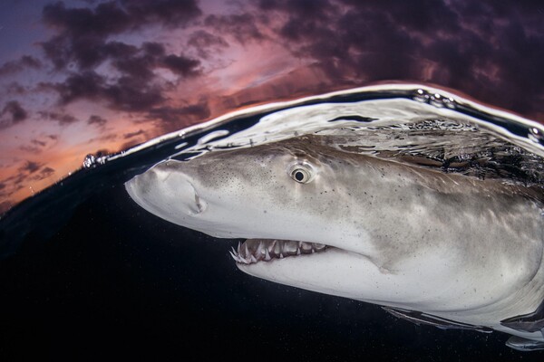 14 βραβευμένες φωτογραφίες του κόσμου κάτω απ' το νερό